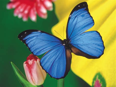 111 Beautiful Butterflies Wallpapers - Hottest Pictures ...