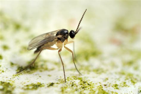 They look like small flies gnats are also attracted to poor soil with inadequate drainage outside. How To Get Rid Of Fruit Flies In Your Yard