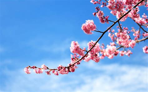 Branch Of Tree Full With Blossom Flowers Blue Sky Wallpaper Download