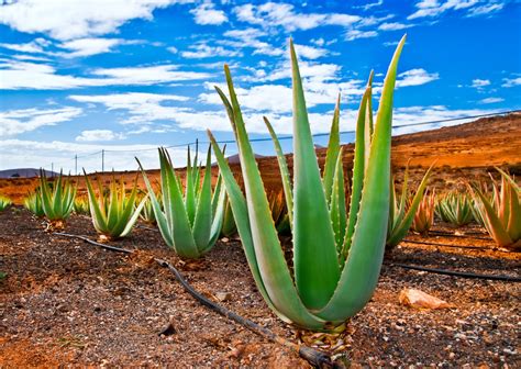 Check spelling or type a new query. Die Zauberkräfte der Aloe Vera - Naturkosmetik ...
