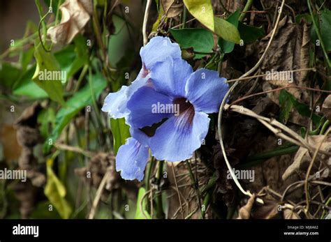 Banlung Cambodia Thunbergia Grandiflora Vine With Blue Flower Stock