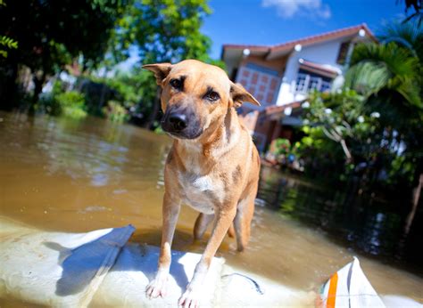 What To Do During Stormy Weather Pet Sitting And Dog Walking In Cary