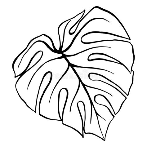 Monstera Leaf Tropical Plant Ink Line Art Hand Drawn Sketch Isolated