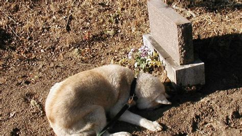 This Dog Stayed By His Owners Grave For 10 Years Due To Our Countrys