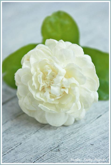 arabic-jasmine-flora,-jasmine-jasmine-flower,-jasmine-plant,-fragrant-flowers