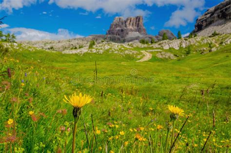 Yellow Mountain Flowers In Dolomites Italy Stock Photo Image Of