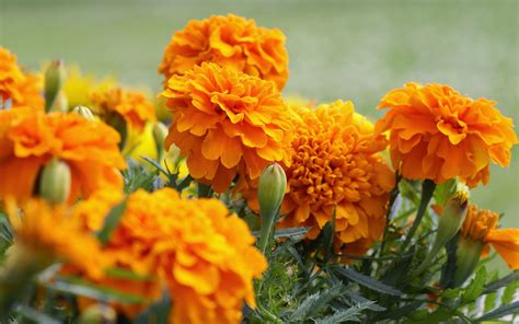 How To Harvest And Save Marigold Seeds