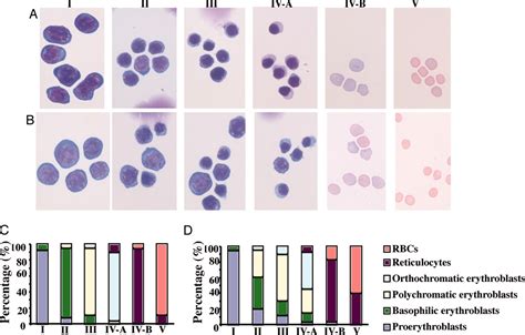 Resolving The Distinct Stages In Erythroid Differentiation Based On