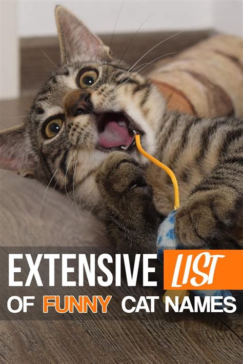 202 Funny Cat Names For Your Crazy Furball Funny Cat Names Girl Cat