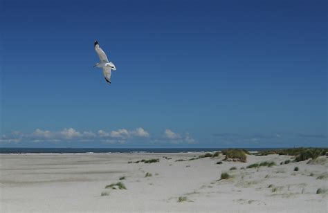 Free Images Beach Sea Coast Sand Ocean Bird Wind Flying