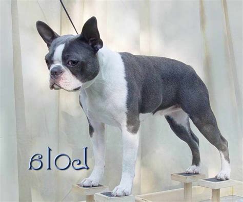 Seal can be a difficult color to pinpoint for those who are new to the boston terrier breed. Grey Boston Terrier Puppies | PETSIDI