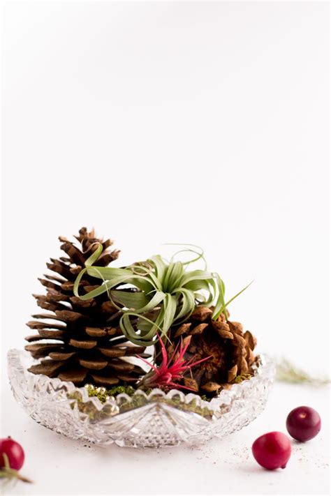 Mix one pound of homemade fertilizer in a gallon and half of water. Holiday DIY Air Plant Gifts - Flax & Twine