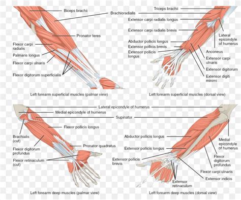 Arm Muscle Diagram Anterior Muscle Diagram Anterior View The Upper