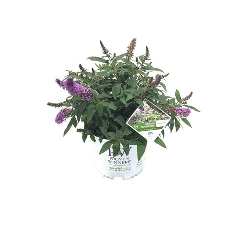 Proven Winners Butterfly Bush Buddleia Pugster Periwinkle 21116 The