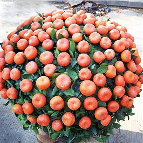 Potted Edible Fruit Seeds Bonsai Climbing Orange Tree