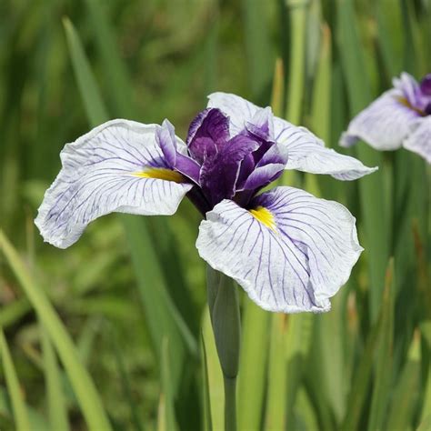 Iris Du Japon Ensata Plante Pour Bassin Aquatique De La Moine