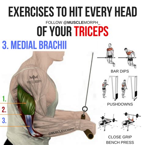 Triceps Tricep Workout Triceps Exercise Lateral Tricep Long Head