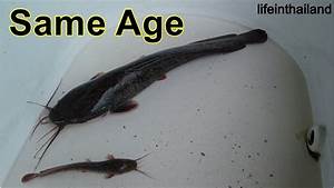 Amazing Difference In Walking Catfish Growth Rates Very Small To Very
