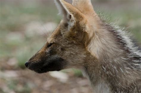 Premium Photo Gray Fox In Profile Fox With Closed Eyes