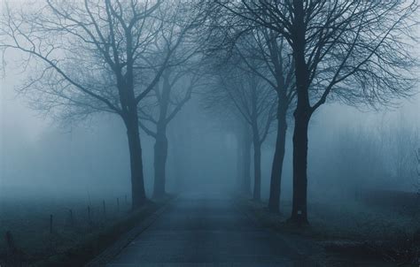 Foggy Trees Wallpapers 4k Hd Foggy Trees Backgrounds On Wallpaperbat
