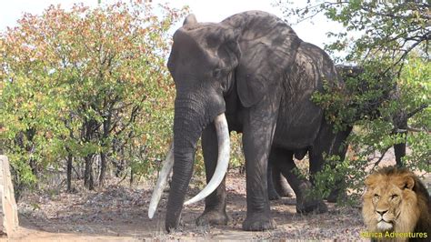 Masthulele The Largest Elephant Tusker Alive Amazing Footage Youtube