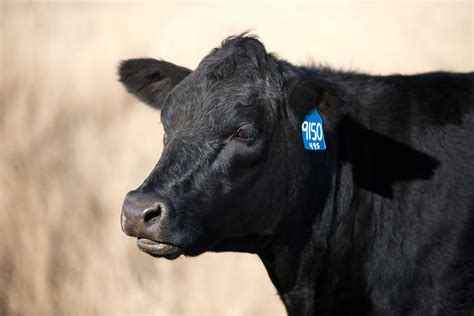 Black Angus Cow Photograph By Todd Klassy