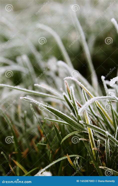 Blades Of Green Grass Covered In Frost In Winter Morning Stock Image