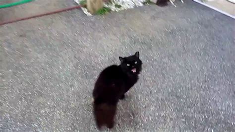 Fuzzy Black Cat Youtube