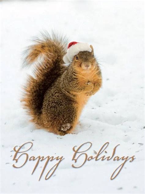 Happy Birthday Winter Squirrel Birthday Wishes Greetings Squirrel