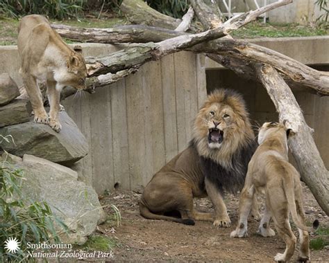 African Lion Meghan Murphy Smithsonians National Zoo Tha Flickr