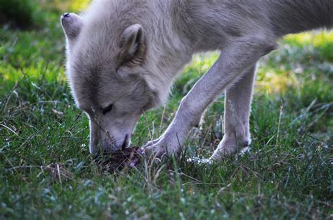 Photo Eating Wolf By Mariesen On Deviantart