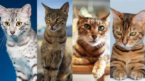 Exploring Top 6 Spotted Cat Breeds Feline Guide