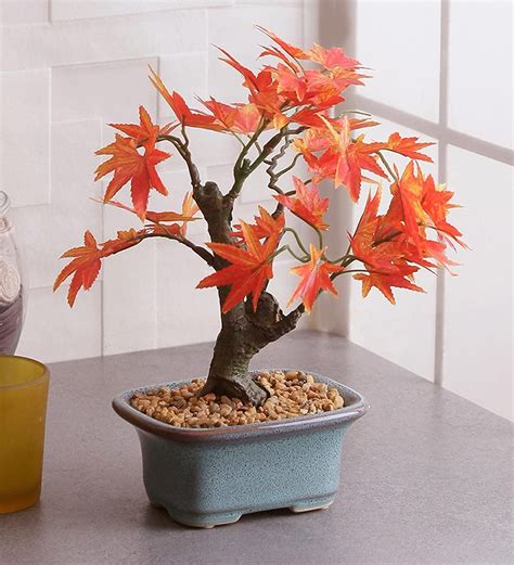 Buy Now Japanese Red Maple Bonsai Tree Seeds Plantly