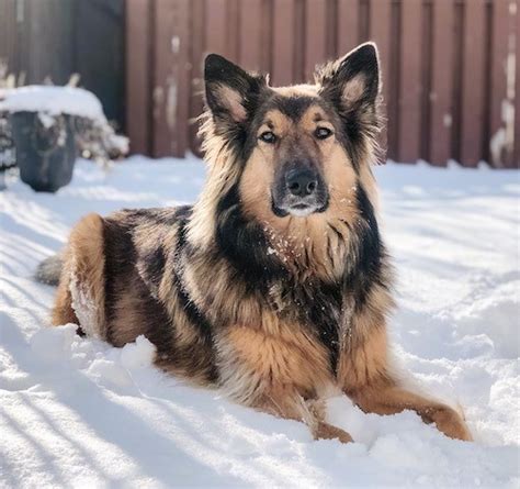 Border Collie German Shepherd Mix Owners Guide Our Fit Pets