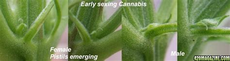 Pot Sexing Anal Sex Movies