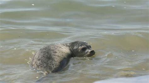 Seal Pups Rescued By Vancouvers Marine Mammal Rescue Centre Released