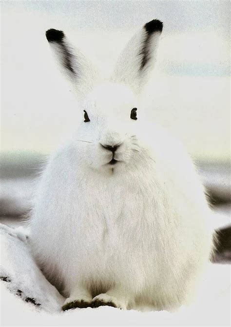 The Arctic Hare Polar Rabbit Arctic Hare Arctic Animals Artic Animals