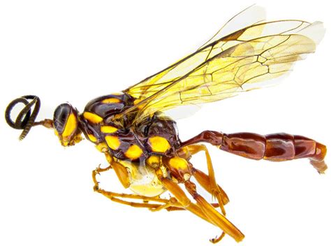 Meet Lusius Malfoyi A Parasitoid Wasp New Zealand Geographic