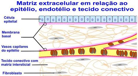 Tecido Epitelial Tecido Epitelial Resumos Enem Estudo Das Celulas