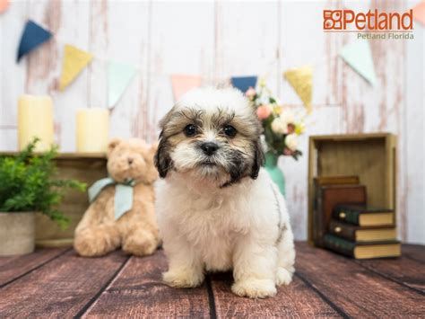 Here are cutest teddy bear dog breeds you ever see. Petland Florida has Teddy Bear puppies for sale! Check out ...