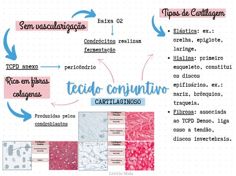 Tecido Conjuntivo Mapa Conceitual Citologia E Histolo Vrogue Co