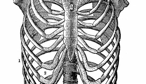 Rib Cage Anatomy : Rib Cage Diagram Quizlet - The thoracic cage (rib