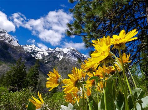 Yellow Wild Flowers Snow Capped Mountains Blue Sky And Clouds