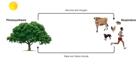 Both plants and animals respire, as detailed on the university of hamburg's website, but only plants continue the process of photosynthesis cellular respiration is the conversion process that is initiated in the cytoplasm and finishes in the mitochondria, with the end product being carbon dioxide molecules. function of water in cellular respiration and photosynthesis