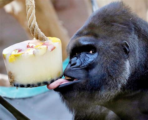 Gorilla Eating Ice Cream Gorilla Funny Photoshop Pictures