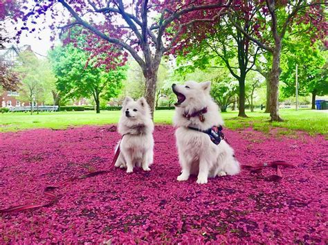 Mona And Lilys Cherry Blossoms Photograph By Louis Perlia