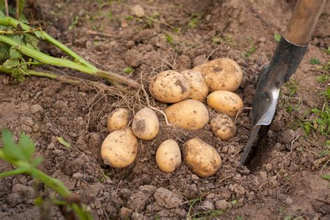 Seit etwa drei monaten wachsen die kartoffeln in der erde heran. Kartoffeln ernten: Vorgehen & Erntezeit - Plantura