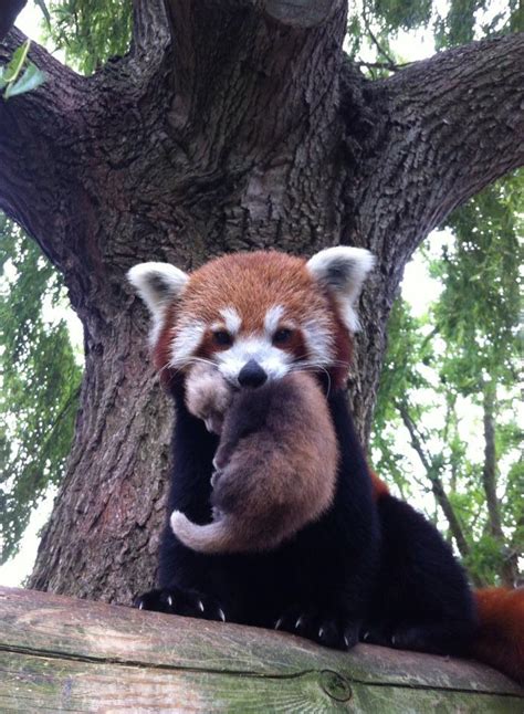 Looking At Red Pandas Can Help You Concentrate Red Panda