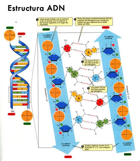 Secuencia Genetica Estructura Del Adn