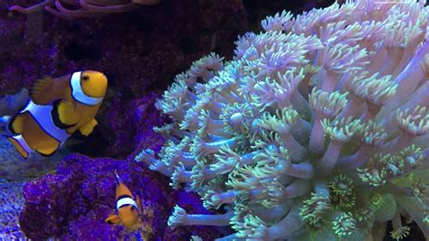 Anemonefish Clownfish Swimming Around The Stock Footage Video 100